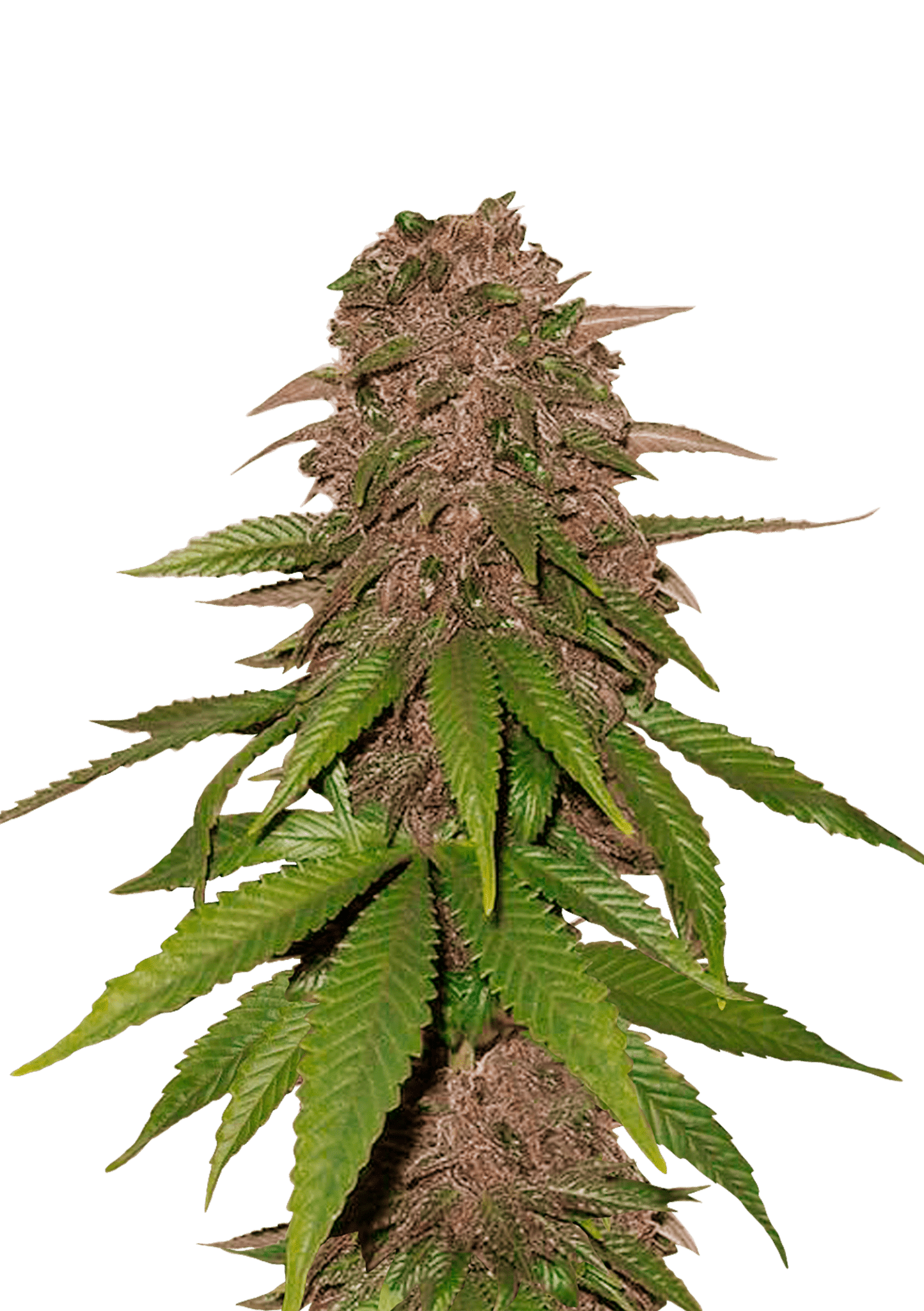 C4 Auto Cannabis Seeds by Fast Buds C4 Auto Cannabis Seeds by Fast Buds