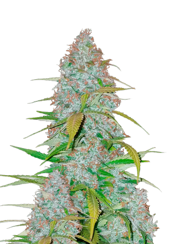 Californian Snow Auto Cannabis Seeds by Fast Buds