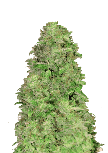 Auto CBD 201 Cannabis Seeds by Fast Buds
