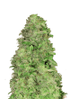 Auto CBD 201 Cannabis Seeds by Fast Buds