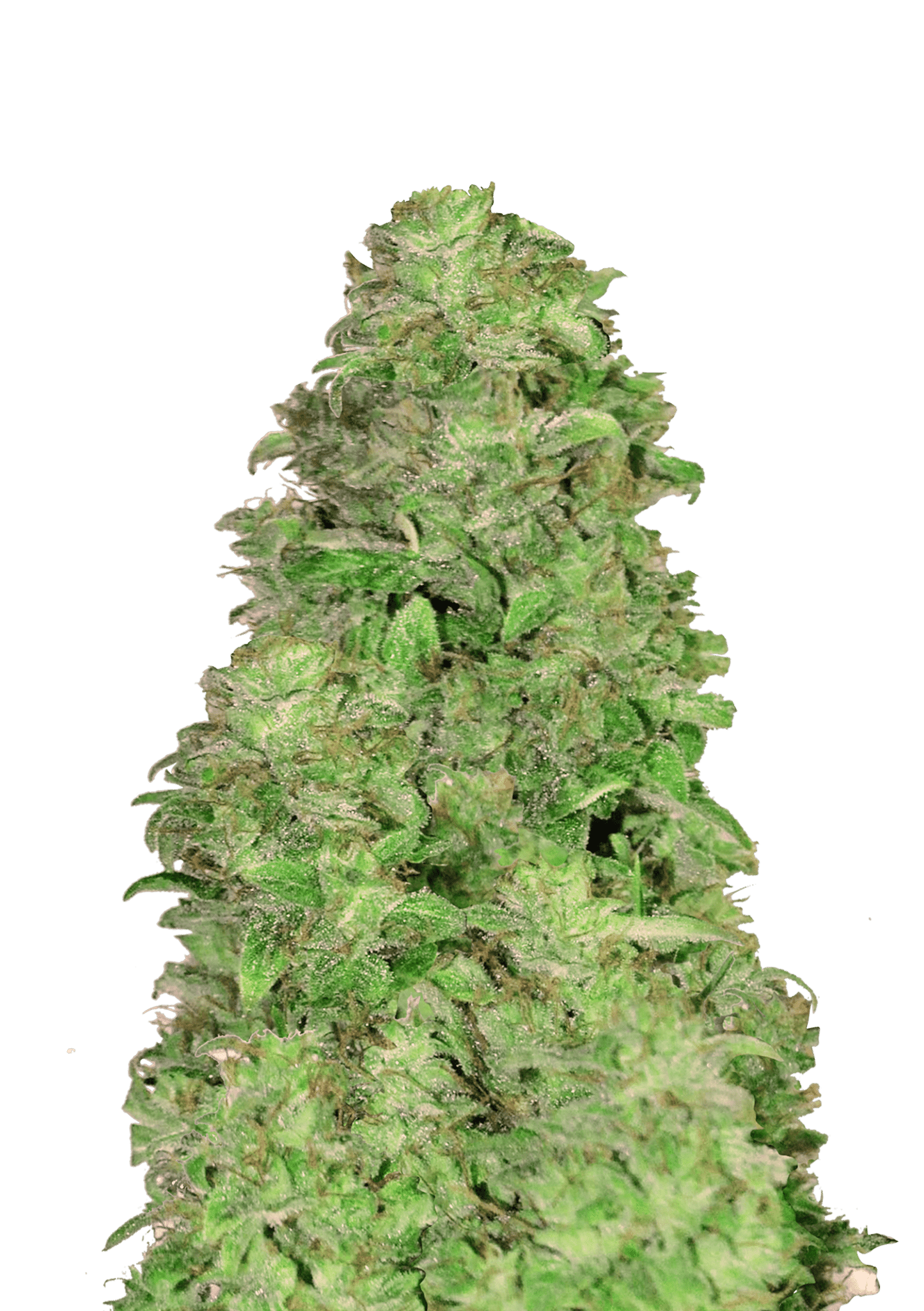 Auto CBD 201 Cannabis Seeds by Fast Buds Auto CBD 201 Cannabis Seeds by Fast Buds