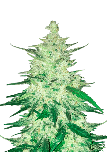 Auto CBD Crack Cannabis Seeds by Fast Buds
