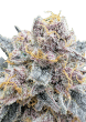 Cherry Cola Auto RF3 Cannabis Seeds by Fast Buds