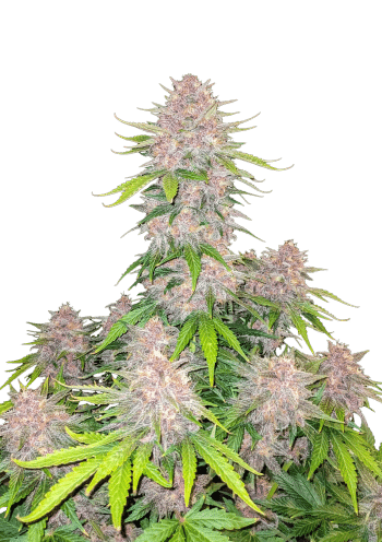Cherry Cola Auto Cannabis Seeds by Fast Buds