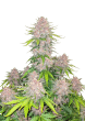 Cherry Cola Auto Cannabis Seeds by Fast Buds