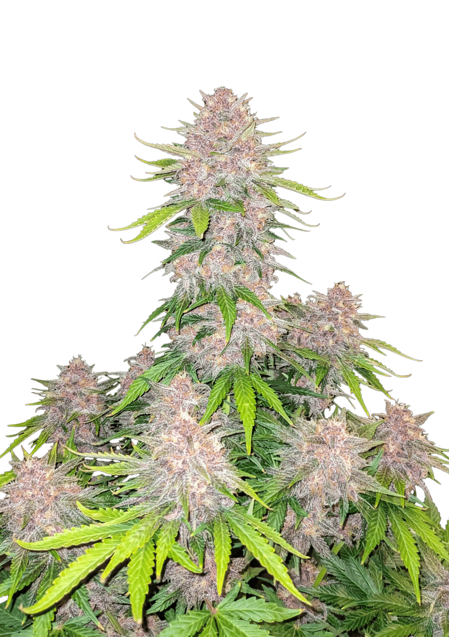 Cherry Cola Auto Cannabis Seeds by Fast Buds Cherry Cola Auto Cannabis Seeds by Fast Buds