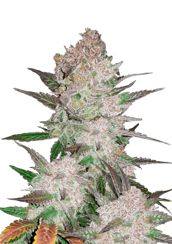 Cream Cookies Auto Cannabis Seeds by Fast Buds