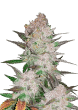 Cream Cookies Auto Cannabis Seeds by Fast Buds