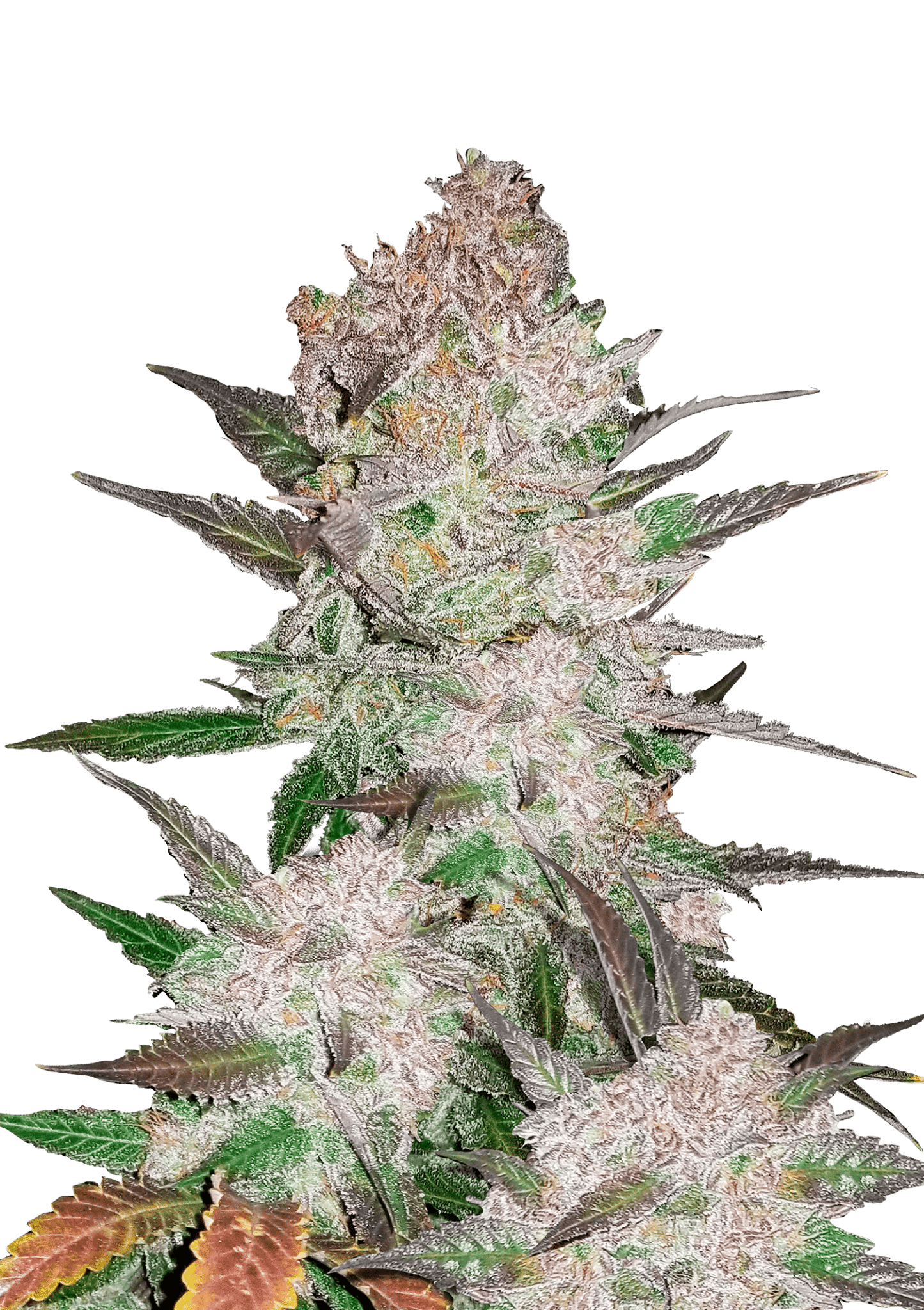 Cream Cookies Auto Cannabis Seeds by Fast Buds Cream Cookies Auto Cannabis Seeds by Fast Buds
