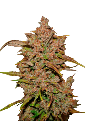 Crystal Meth Auto Cannabis Seeds by Fast Buds