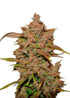 Crystal Meth Auto Cannabis Seeds by Fast Buds