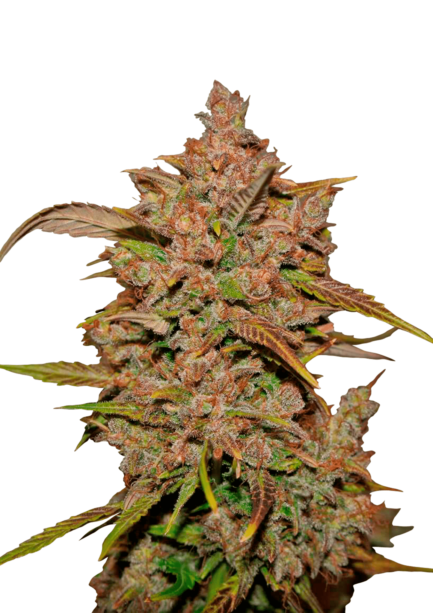 Crystal Meth Auto Cannabis Seeds by Fast Buds Crystal Meth Auto Cannabis Seeds by Fast Buds