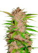 Fastberry Auto Cannabis Seeds by Fast Buds
