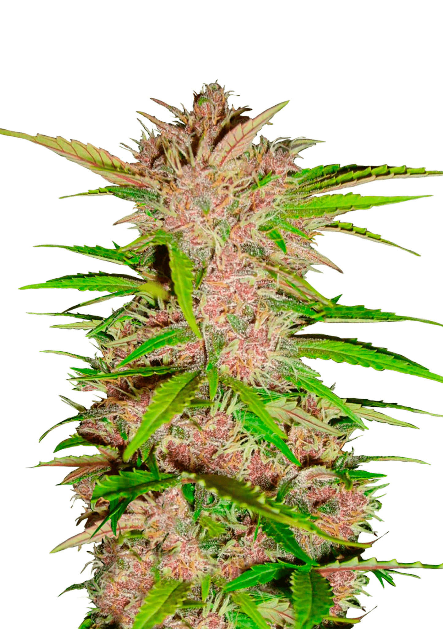 Fastberry Auto Cannabis Seeds by Fast Buds Fastberry Auto Cannabis Seeds by Fast Buds