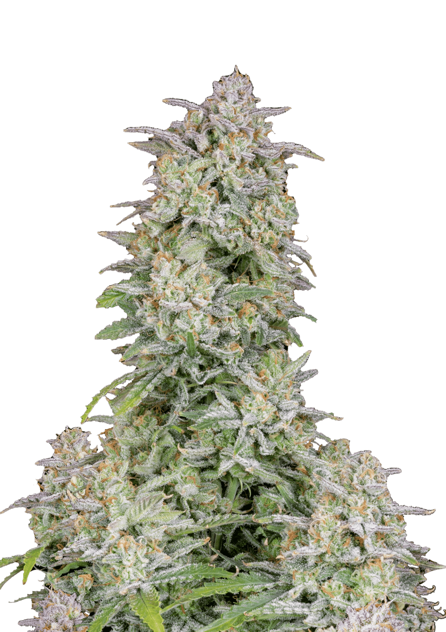 Forbidden Runtz Auto Cannabis Seeds by Fast Buds Forbidden Runtz Auto Cannabis Seeds by Fast Buds
