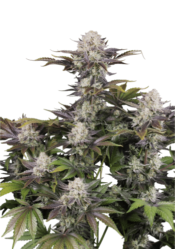Frostbanger Auto Cannabis Seeds by Fast Buds
