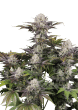 Frostbanger Auto Cannabis Seeds by Fast Buds