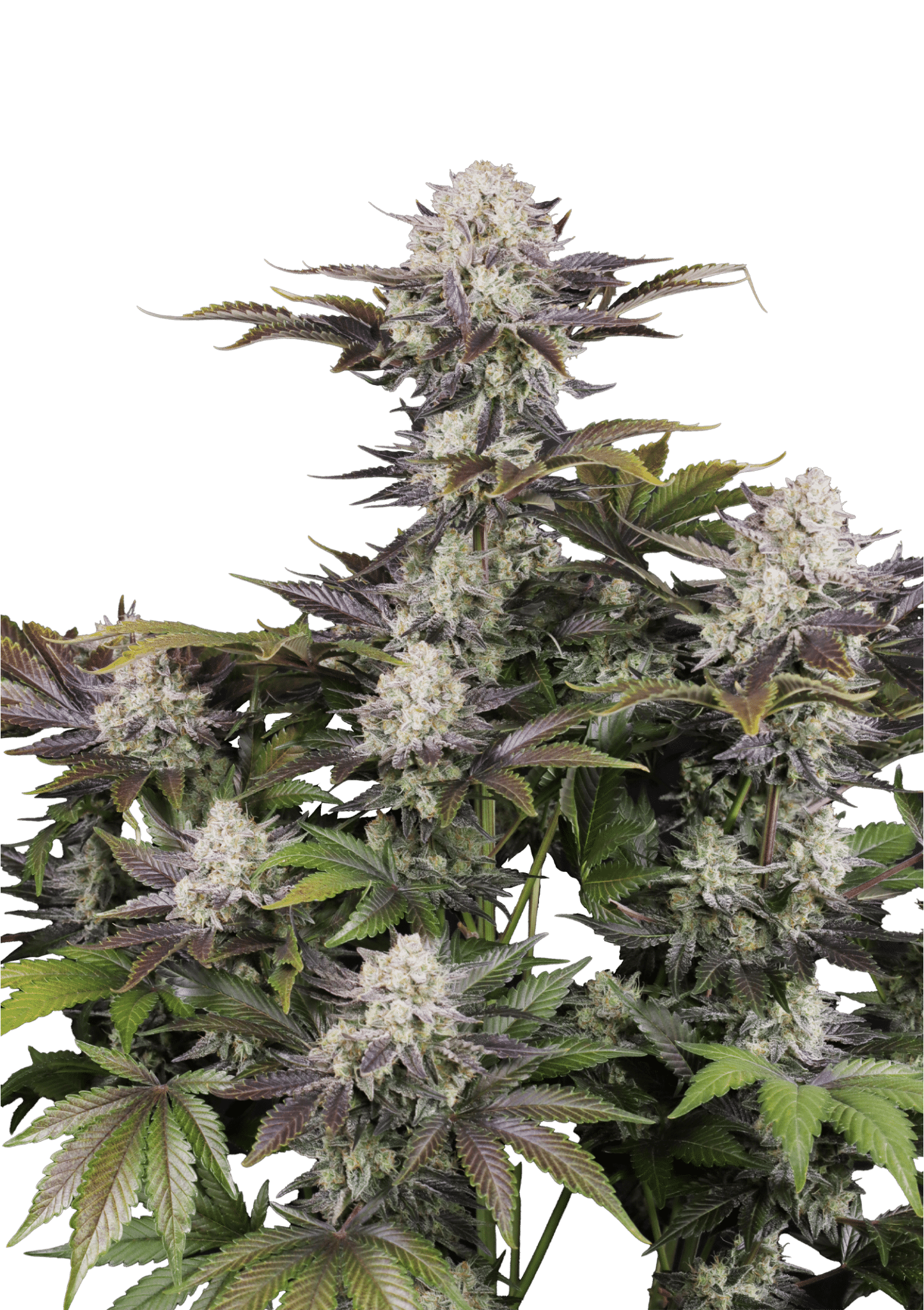 Frostbanger Auto Cannabis Seeds by Fast Buds Frostbanger Auto Cannabis Seeds by Fast Buds
