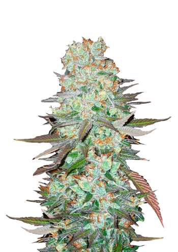 G14 Auto Cannabis Seeds by Fast Buds