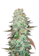G14 Auto Cannabis Seeds by Fast Buds