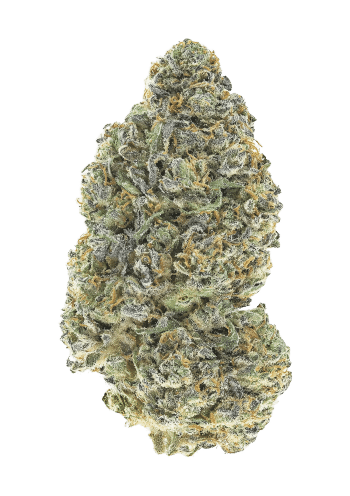 Garlic Mint Sherbet Feminized Cannabis Seeds by Fast Buds