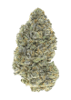 Garlic Mint Sherbet Feminized Cannabis Seeds by Fast Buds