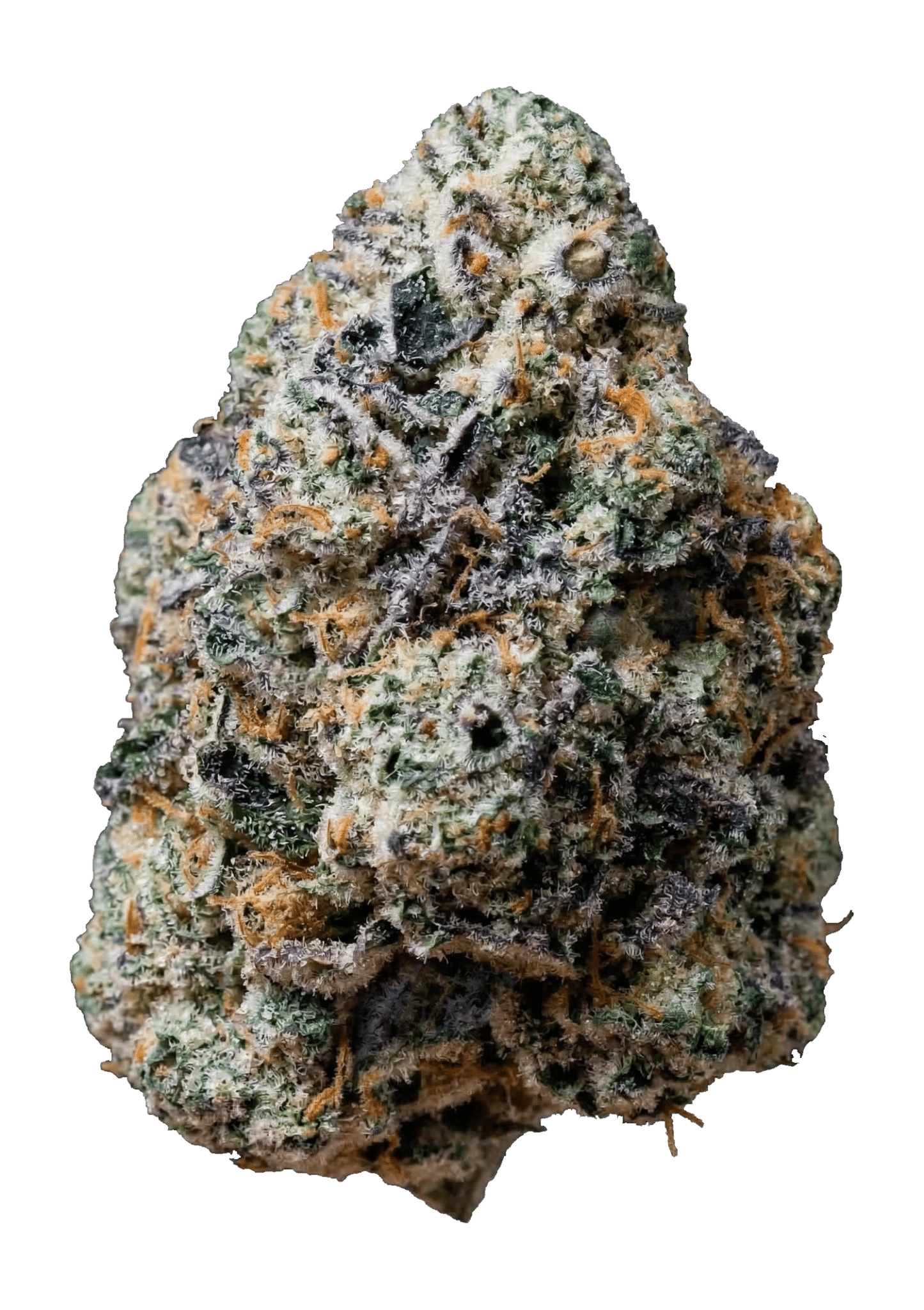 Gary Sherbet Feminized Cannabis Seeds by Fast Buds Gary Sherbet Feminized Cannabis Seeds by Fast Buds