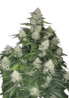 Gelato Cannabis Seeds by Fast Buds