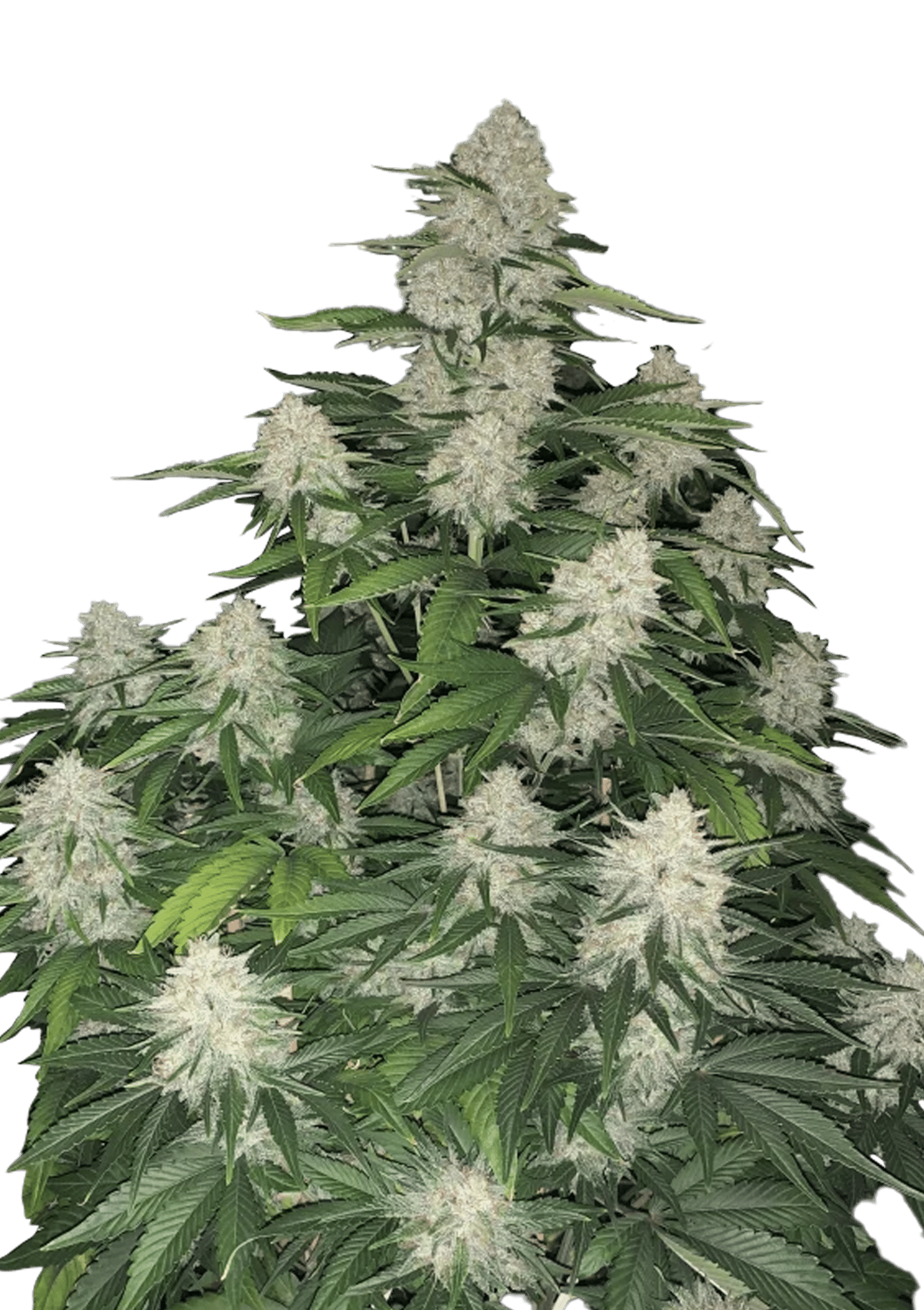 Gelato Cannabis Seeds by Fast Buds Gelato Cannabis Seeds by Fast Buds