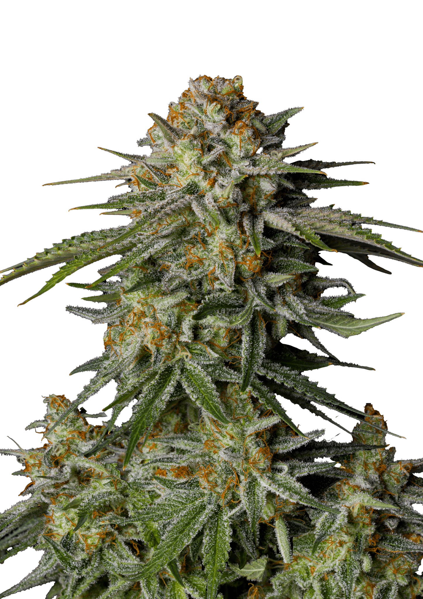 GG4 Sherbet Fast Version Cannabis Seeds by Fast Buds GG4 Sherbet Fast Version Cannabis Seeds by Fast Buds