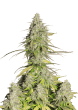 Girl Scout Cookies Auto Cannabis Seeds by Fast Buds