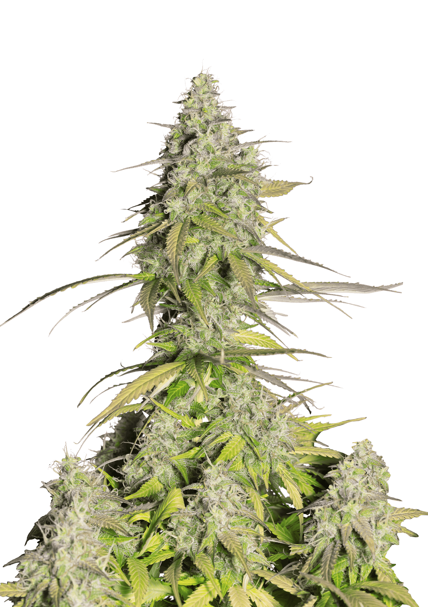 Girl Scout Cookies Auto Cannabis Seeds by Fast Buds Girl Scout Cookies Auto Cannabis Seeds by Fast Buds
