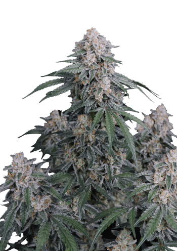 GMO Auto Cannabis Seeds by Fast Buds