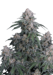 GMO Auto Cannabis Seeds by Fast Buds