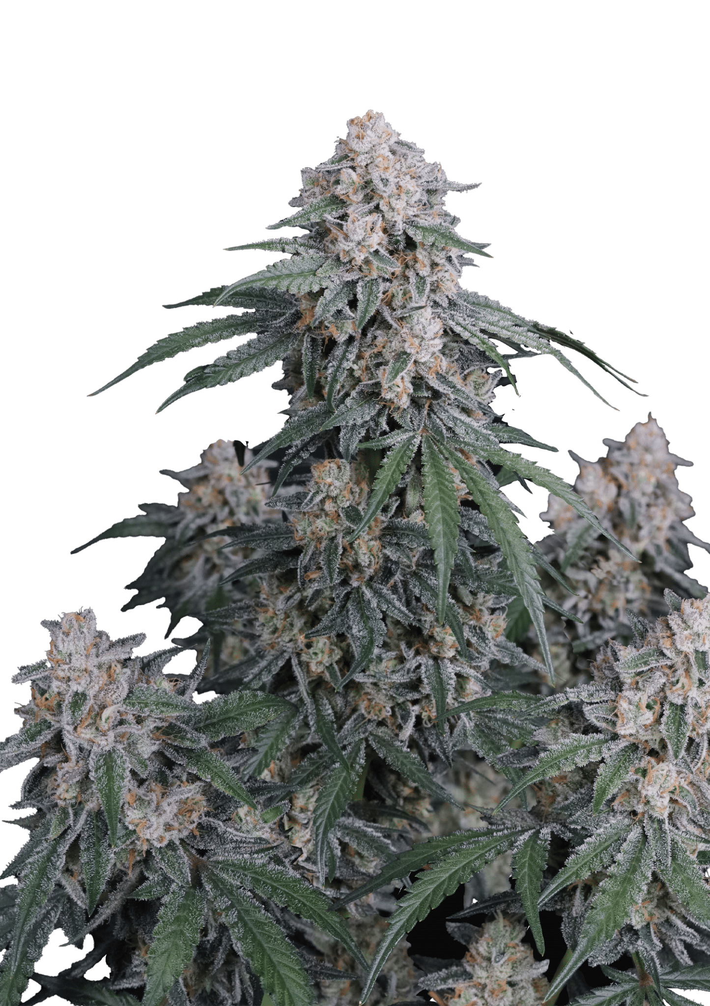 GMO Auto Cannabis Seeds by Fast Buds GMO Auto Cannabis Seeds by Fast Buds