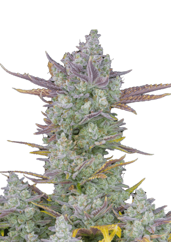 Gorilla Cookies Auto Cannabis Seeds by Fast Buds