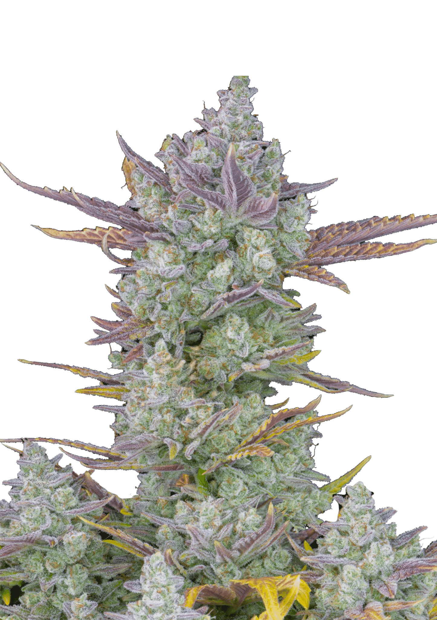 Gorilla Cookies Auto Cannabis Seeds by Fast Buds Gorilla Cookies Auto Cannabis Seeds by Fast Buds
