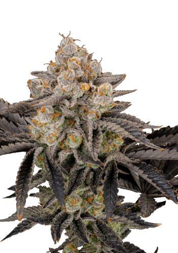 Gorilla Cookies Fast Version Cannabis Seeds by Fast Buds