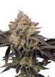 Gorilla Cookies Fast Version Cannabis Seeds by Fast Buds
