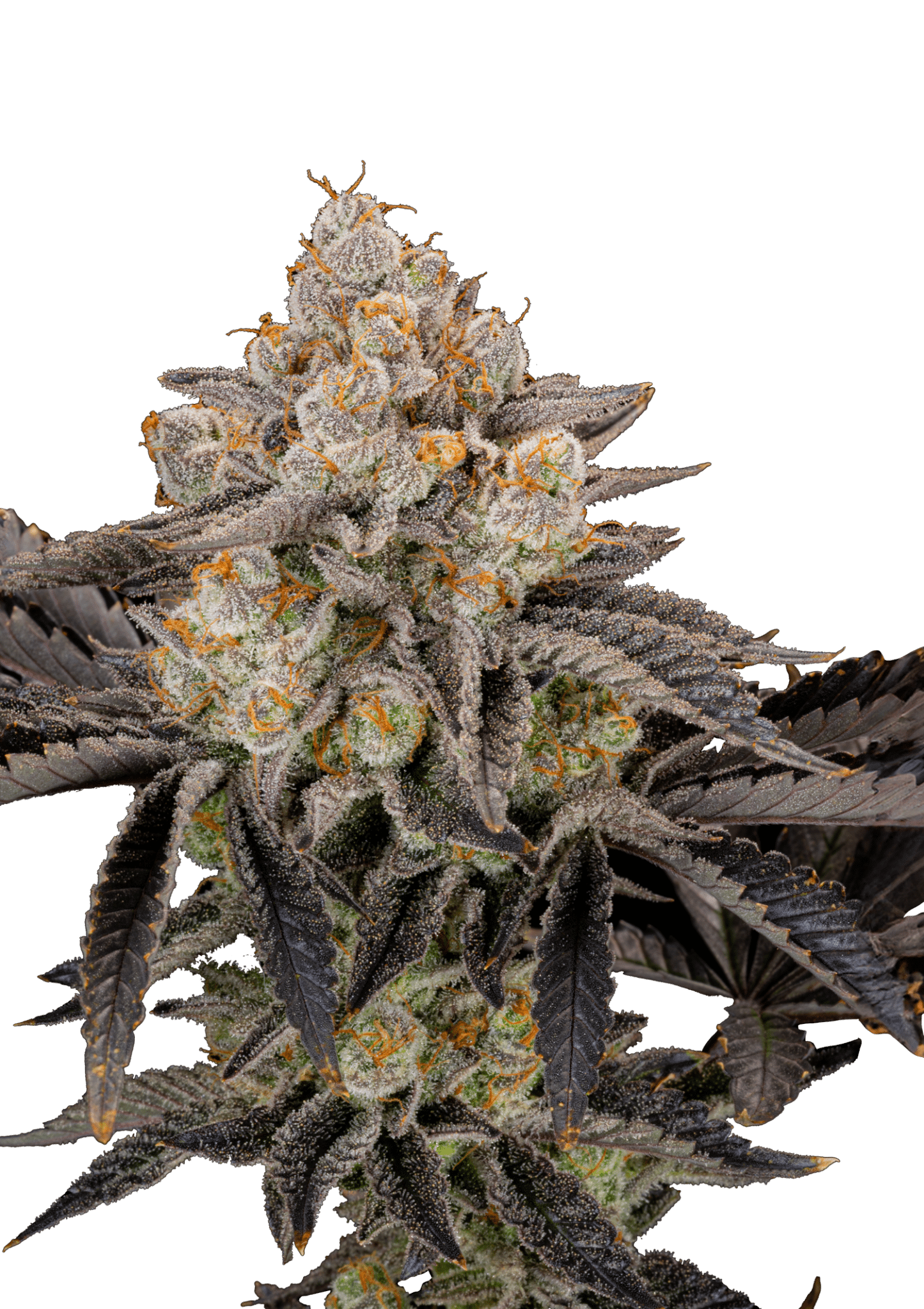 Gorilla Cookies Fast Version Cannabis Seeds by Fast Buds Gorilla Cookies Fast Version Cannabis Seeds by Fast Buds