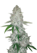 Gorilla Auto Cannabis Seeds by Fast Buds