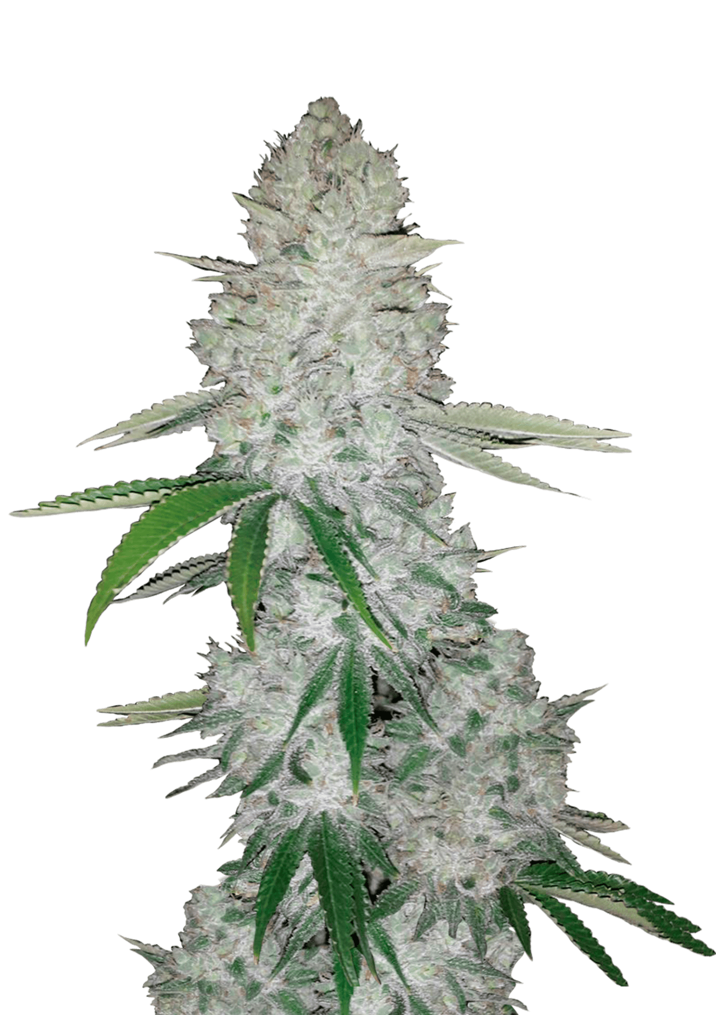 Gorilla Auto Cannabis Seeds by Fast Buds Gorilla Auto Cannabis Seeds by Fast Buds