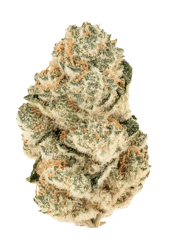 Gorilla Melon Feminized Cannabis Seeds by Fast Buds