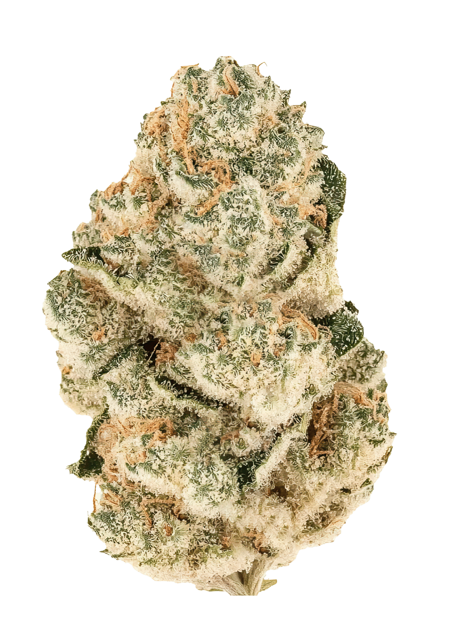 Gorilla Melon Feminized Cannabis Seeds by Fast Buds Gorilla Melon Feminized Cannabis Seeds by Fast Buds