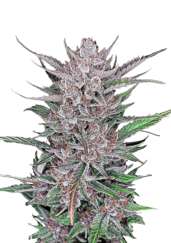 Gorilla Punch Auto Cannabis Seeds by Fast Buds