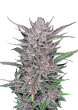 Gorilla Punch Auto Cannabis Seeds by Fast Buds
