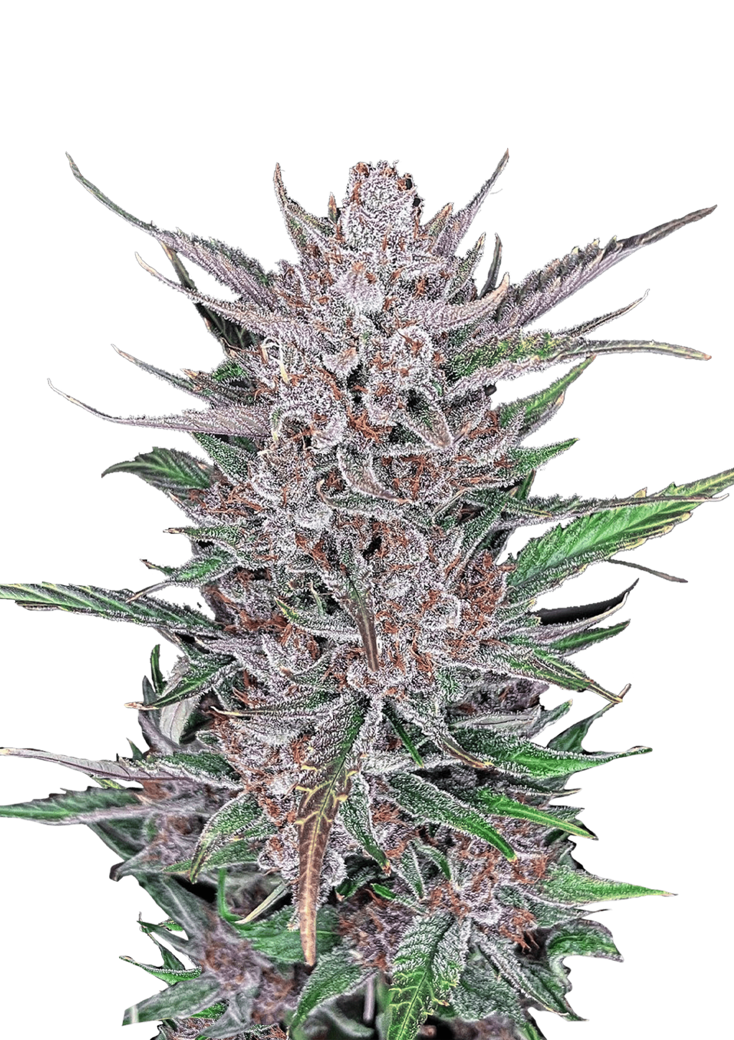 Gorilla Punch Auto Cannabis Seeds by Fast Buds Gorilla Punch Auto Cannabis Seeds by Fast Buds