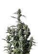 Gorilla Z Cannabis Seeds by Fast Buds
