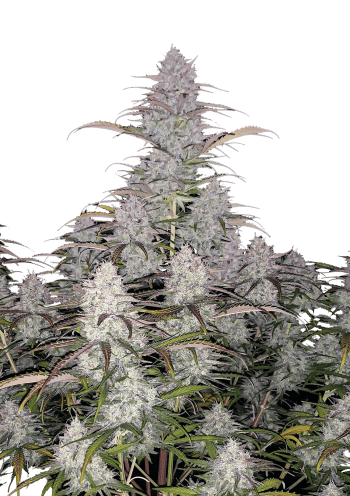 Green Crack Auto Cannabis Seeds by Fast Buds