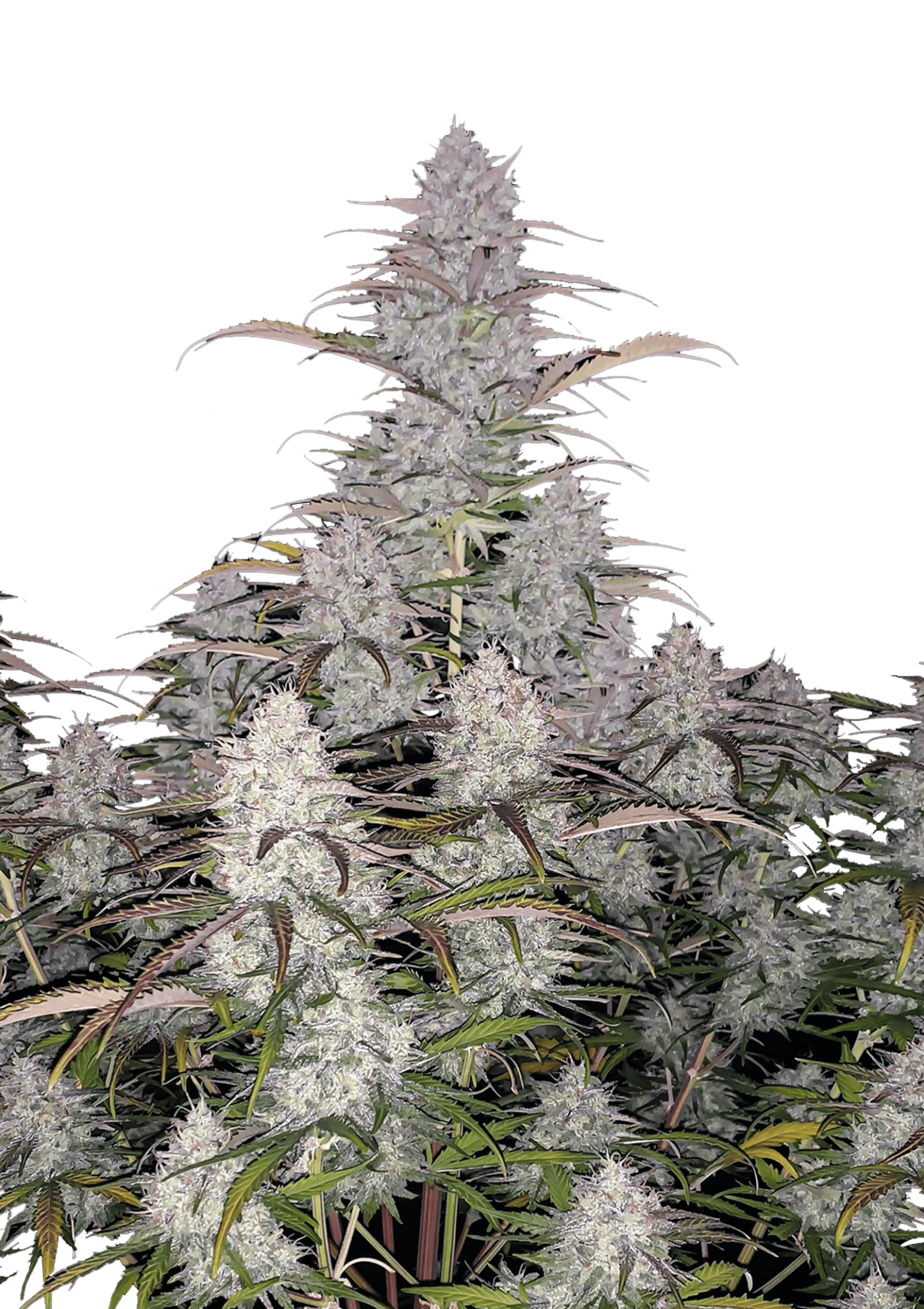 Green Crack Auto Cannabis Seeds by Fast Buds Green Crack Auto Cannabis Seeds by Fast Buds
